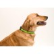 Collar MUTTLEY